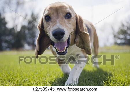 Stock Photography - Curious dog walking towards camera. Fotosearch