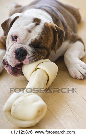 Cute bulldog pup biting bone View Large Photo Image Stock Photograph - Cute bulldog pup biting bone. Fotosearch