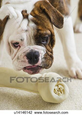 Stock Image - Cute bulldog pup with bone. Fotosearch