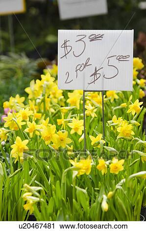 Daffodils for sale on flower market View Large Photo Image Stock Image - Daffodils for sale on flower market. Fotosearch