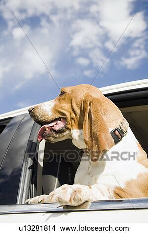 Dog looking through car window View Large Photo Image Picture - Dog looking through car window. Fotosearch