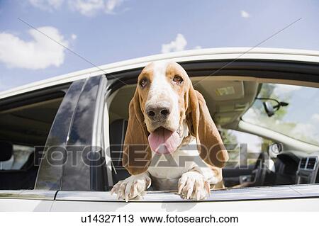 Stock Image - Dog looking through car window. Fotosearch