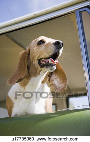 Dog looking through car window View Large Photo Image Stock Image - Dog looking through car window. Fotosearch