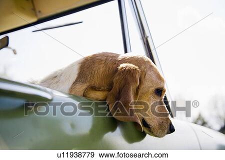 Stock Photo - Dog looking through car window. Fotosearch