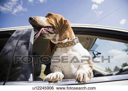 Dog looking through car window View Large Photo Image Stock Photograph - Dog looking through car window. Fotosearch