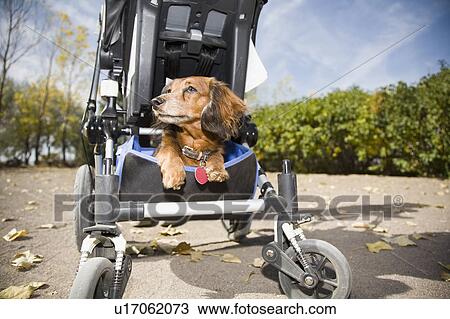 Dog sitting in cart View Large Photo Image Stock Image - Dog sitting in cart. Fotosearch