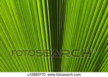 Extreme close-up view of green tropical leaf View Large Photo Image Stock Image - Extreme close-up view of green tropical leaf. Fotosearch