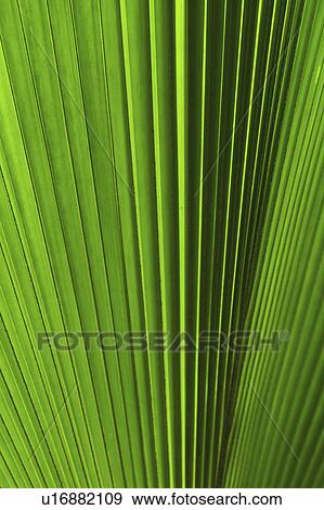 Extreme close-up view of green tropical leaf View Large Photo Image Stock Photo - Extreme close-up view of green tropical leaf. Fotosearch