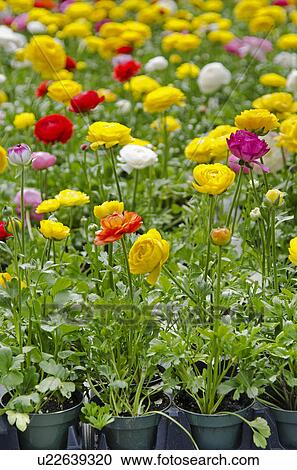 Stock Image - Flowers for sale on flower market. Fotosearch