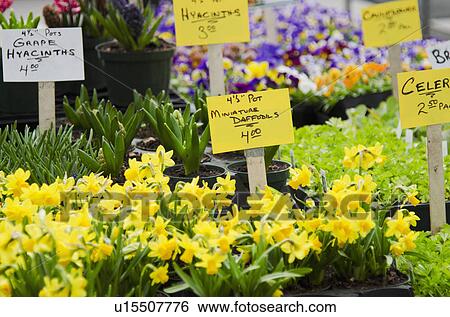 Flowers for sale on flower market View Large Photo Image Stock Photograph - Flowers for sale on flower market. Fotosearch