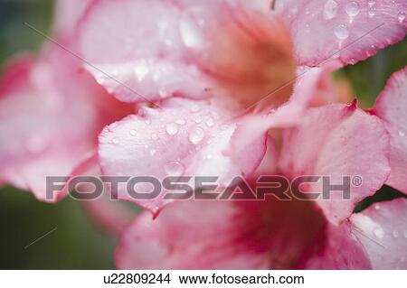 Flowers with raindrops View Large Photo Image Picture - Flowers with raindrops. Fotosearch