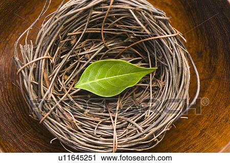 Green leaf in bird's nest View Large Photo Image Stock Image - Green leaf in bird's nest. Fotosearch