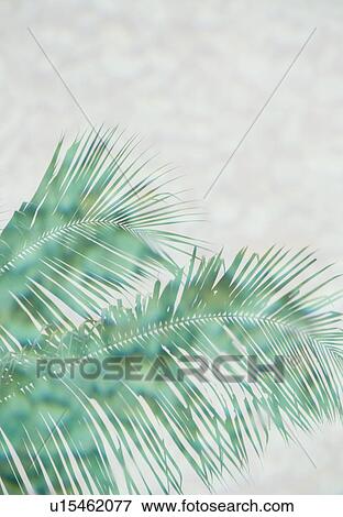 Stock Photo - Leaves reflecting in pond. Fotosearch