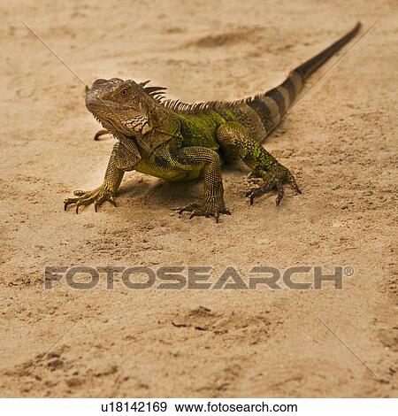 Lizard on sand View Large Photo Image Stock Photo - Lizard on sand. Fotosearch