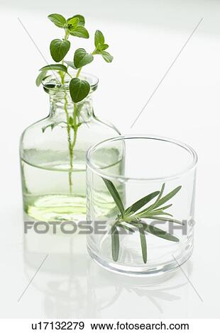 Stock Photo - Oregano and rosemary in vases. Fotosearch