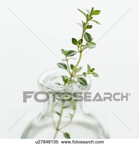 Stock Photography - Oregano in vase. Fotosearch