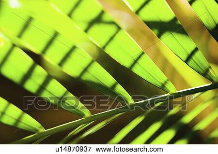 Stock Photo - Palm leaf. Fotosearch