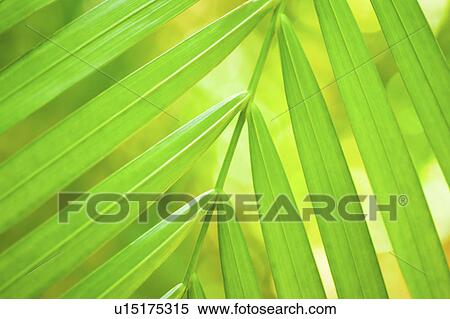 Stock Photography - Palm leaf. Fotosearch