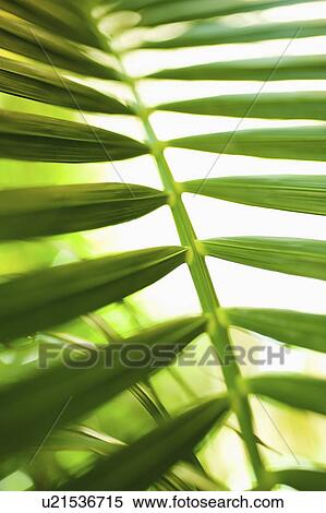 Palm leaf View Large Photo Image Stock Photography - Palm leaf. Fotosearch