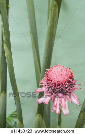 Stock Image - Pink tropical flower. Fotosearch