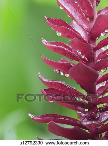 Pink tropical flower View Large Photo Image Stock Image - Pink tropical flower. Fotosearch