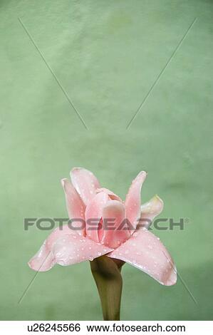 Pink tropical flower View Large Photo Image Stock Photograph - Pink tropical flower. Fotosearch