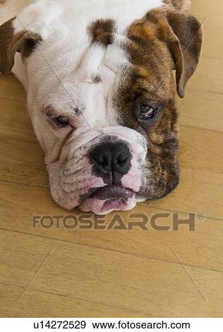 Stock Photo - Portrait of bored bulldog pup . Fotosearch
