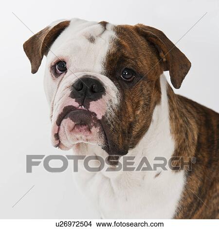 Picture - Portrait of cute bulldog pup . Fotosearch