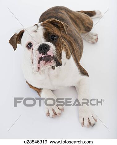 Stock Photo - Portrait of cute bulldog pup . Fotosearch