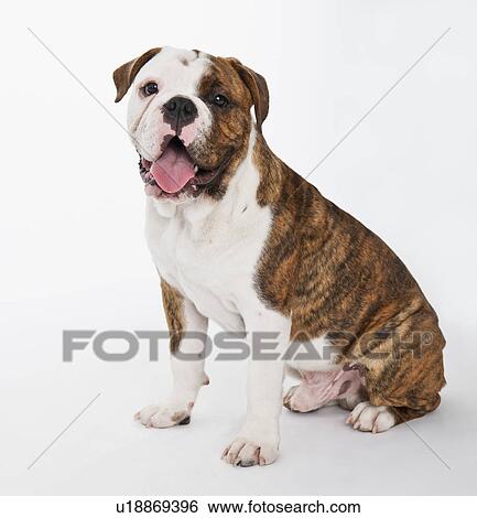 Stock Photograph - Portrait of cute bulldog pup . Fotosearch