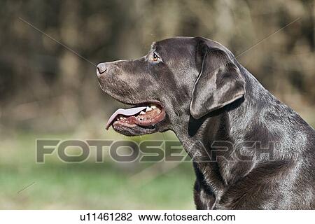 Stock Image - Profile of black Labrador . Fotosearch