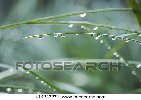 Stock Image - Raindrops on grass blades. Fotosearch