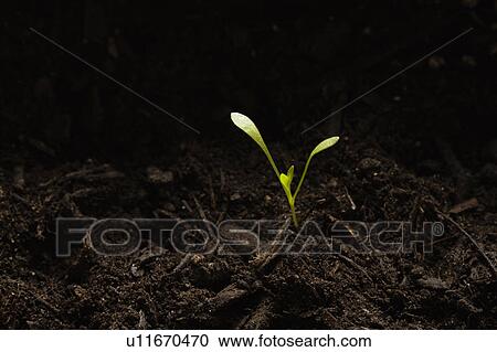 Stock Image - Seedling in dirt, close-up. Fotosearch