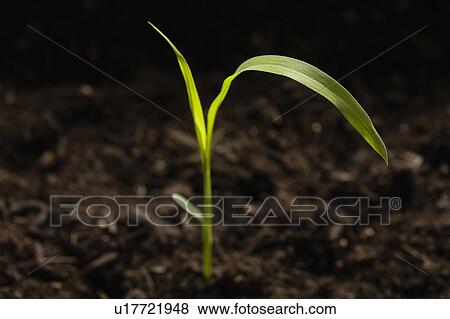 Stock Photo - Seedling in dirt, close-up. Fotosearch