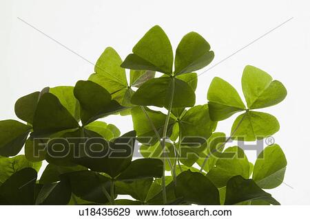 Stock Photo - Studio shot of clover on white background. Fotosearch