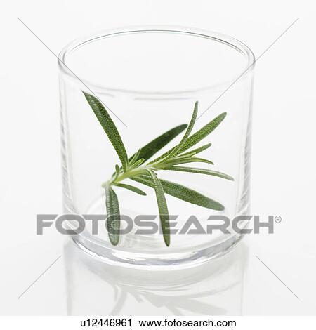 Stock Image - Studio shot of fresh rosemary in glass. Fotosearch