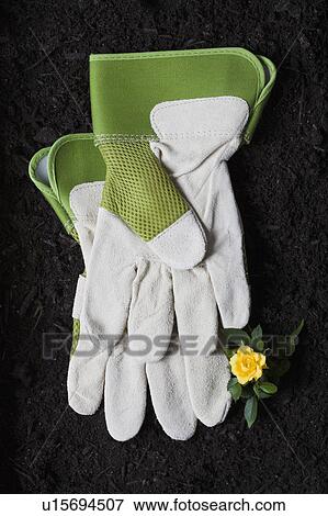 Studio shot of gardening gloves and flower on ground View Large Photo Image Stock Photo - Studio shot of gardening gloves and flower on ground. Fotosearch