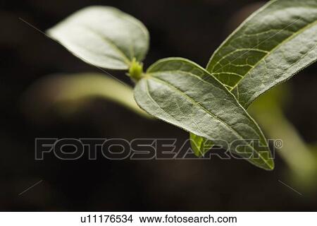 Studio shot of green plants on black background View Large Photo Image Picture - Studio shot of green plants on black background. Fotosearch