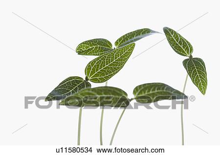 Studio shot of green plants on white background View Large Photo Image Picture - Studio shot of green plants on white background. Fotosearch