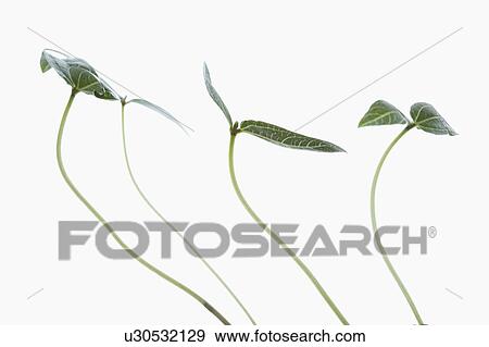 Stock Photo - Studio shot of green plants on white background. Fotosearch