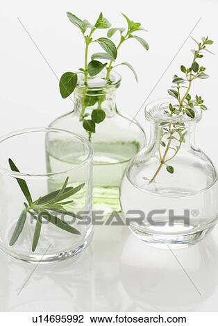 Studio shot of herb seedlings View Large Photo Image Stock Image - Studio shot of herb seedlings. Fotosearch