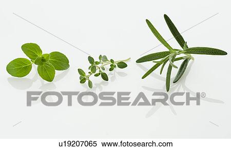 Stock Photography - Studio shot of herb seedlings. Fotosearch