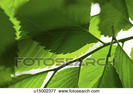 Stock Photo - Studio shot of leaves on branch. Fotosearch