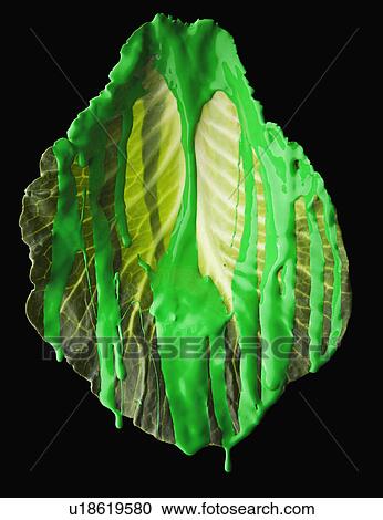 Studio shot of lettuce leaf covered with green paint View Large Photo Image Stock Image - Studio shot of lettuce leaf covered with green paint. Fotosearch