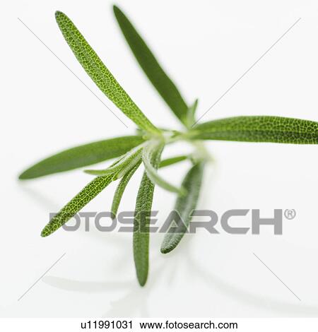 Studio shot of oregano seedling View Large Photo Image Stock Image - Studio shot of oregano seedling. Fotosearch