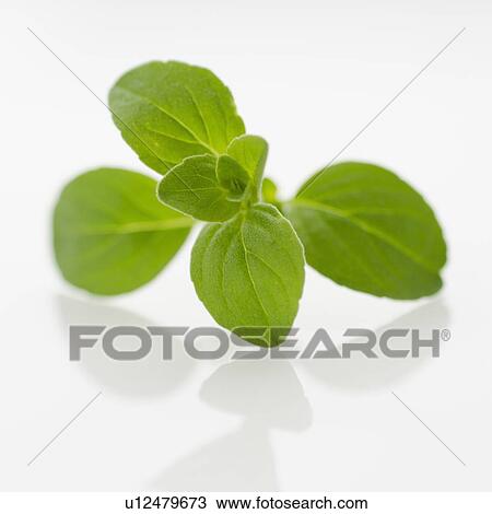 Stock Image - Studio shot of oregano seedling. Fotosearch
