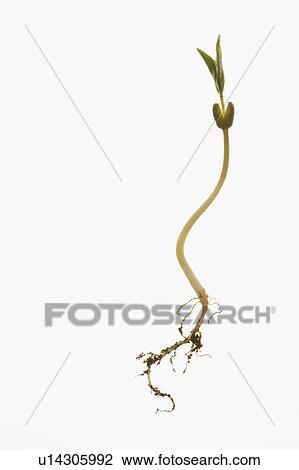Stock Image - Studio shot of seedling on white background. Fotosearch