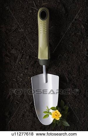 Studio shot of trowel and flower on ground View Large Photo Image Stock Photo - Studio shot of trowel and flower on ground. Fotosearch