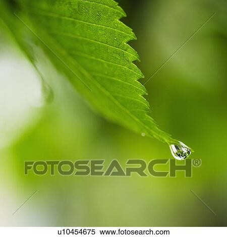 Studio shot of water drop on leaf View Large Photo Image Stock Photography - Studio shot of water drop on leaf. Fotosearch