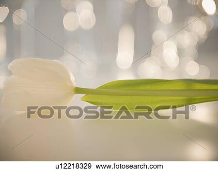 Stock Photo - Studio shot of white tulip. Fotosearch